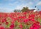 White Country Church in Field of Red Phlox