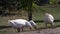 White country geese walk and nibble the grass.