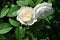 White couple roses flower blooming on bush, green leaves background