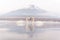 White Couple Swan feeling romantic and love at Lake Yamanaka wi