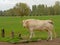 White cow of the belgian blue breed in the flemish countryside, looking at th viewer