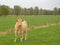 White cow of the belgian blue breed in the flemish countryside, looking at th viewer