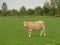 White cow of the belgian blue breed in the flemish countryside, looking at th viewer