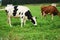 White cow with black patch  eating grass with company