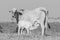 White cow breastfeeding a little calf on the pasture of a farm.