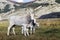 White cow bred Italian and two small calves grazing