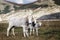 White cow bred Italian and two small calves grazing