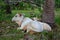 White cow and calf grazing and lying in field. Cattle farm concept. Rural domestic animals. Cow and cute foal at countryside.