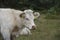 White cow The Charolais is a breed of taurine beef cattle