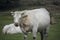 White cow Charolais is a breed of taurine beef cattle