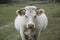 White cow The Charolais is a breed of taurine beef cattle from