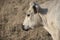 White cow The Charolais is a breed of taurine beef cattle from the Charolais area surrounding Charolles, in Burgundy, in eastern