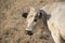 White cow The Charolais is a breed of taurine beef cattle from the Charolais area surrounding Charolles, in Burgundy, in eastern