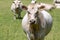 A white cow in a grassy field on a farm in Canterbury, New Zealand