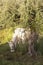 white cow grazes under olive tree with blue sea in the background on greek peloponnese