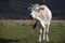 A white cow grazing. Adult cattle, bred Italian