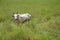 White cow in grazing field