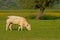 White cow grazing in a meadow with yellow lowers and trees behind