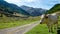 White cow grazing in the Valley d`Ossau in the french Pyrenees