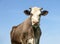 White cow head, large brown dairy cattle, looking wise with pink nose and horns and as background a blue sky