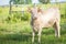 White cow with horns, in field