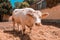 White cow on livestock dairy farm