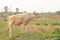 White cow on meadow. White cows in the midle of farm