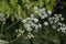 White Cow Parsley, Anthriscus sylvestris, Wild Chervil, Wild Beaked Parsley or Keck flowering on a natural green background