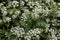 White Cow Parsley, Anthriscus sylvestris, Wild Chervil, Wild Beaked Parsley or Keck in a hedgerow