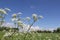 A white cow parsley plant closeup in a meadow and a deep blue sky in the background in springtime