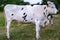 White Cow on a pasture in Alps. Cows in grassy field. Dairy cows in the farm pastures. Black and white cows. Holstein
