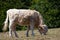 White cow peacefully enjoys a delicious snack in a lush, green field