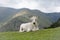 WHITE COW RESTING IN SPANISH OR CATALAN PYRENEES MOUNTAINS NEAR