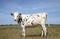 White cow with spots. In the salt marsh of the island of Schiermonnikoog a young cow stands proudly and proudly with a speckled