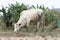 White cow stand on dry country field