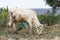 White cow stand on dry country field