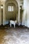 White cow standing inside an empty building