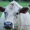 A white cow stares back across the barbed wire fence with menacing look