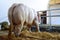 White cow tethered in the barn,standing and moving tail