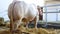 White cow tethered in the barn,standing and moving tail,two shots