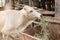 White cow thai eating grass in farm