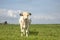 White cow  upright in the field under a blue sky and a distant horizon