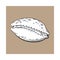 White cowrie or cowry sea shell, sketch style vector illustration