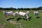 White cows in the breton farmland of France