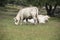 White cows Charolais is a breed of taurine beef cattle