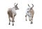 White cows with clipping path