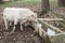 White cows drinking