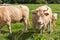 White cows family. White cows and calf at green pasture. Herd of white chipped cows. Breeding control concept. Farmland background
