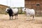 White cows farm animals outdoor agriculture in a village or on a ranch