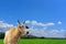 White Cows On Farmland, Cows